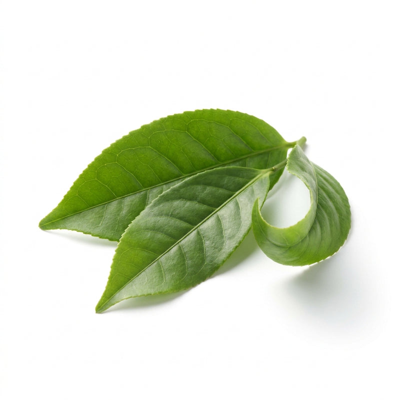 L-Theanine