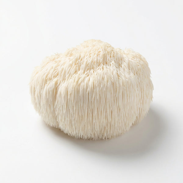 Lion’s Mane